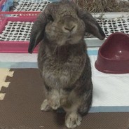 Give me carrot!