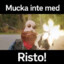 Risto