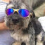 cão do rj
