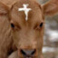 Holy cow