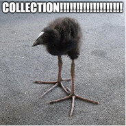 Avestruz Ñandú aaaayyy PAJAROS