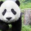 just panda