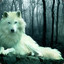 Arctic Wolf