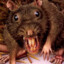Rat