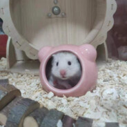 我真不爱次秋刀鱼白勺呀