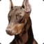 TheDobermann01