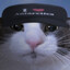 #1 Soggy Cat Fan