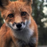 Formal Fox