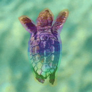 Rainbow_turtle1