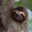 Sloth