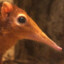 Shrew