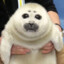 Healthy baby seal