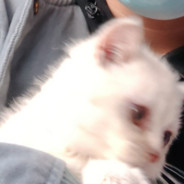 关于林凡重生开箱白给3k被狗托嘲笑这档事