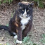 kattmat