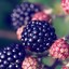 Moras