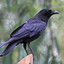 bumass common american crow