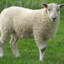 Sheep(Baa)