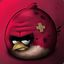 Angry|Bird (&gt;_&lt;)