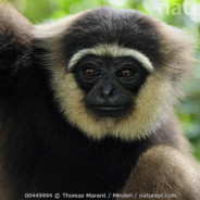 Bornean white-bearded gibbon