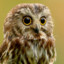 MadOwl