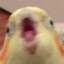 SoloBolo