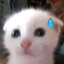 catsweat