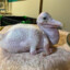 baby pelican (thumbs down)