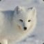 SnowFox14