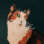 Calpurrnia
