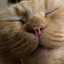 meow