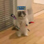 cat.exe