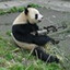 PandaMan