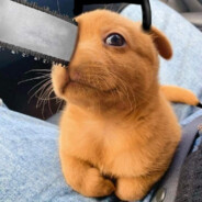 Pᴀɴᴏᴄʜɪᴛᴀ ◕ᴥ◕