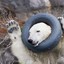 SavagePolarBear