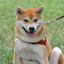 Shiba 12 lvl фейсит)