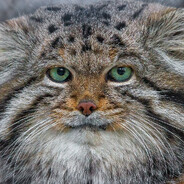 Жопа чешется