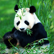 panda