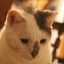 Miaow's avatar