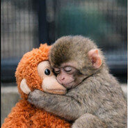 Punch The Monkey