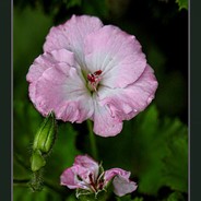 \u6a31\u5c9b\u9ebb\u8863