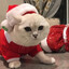 Christmas-Cat