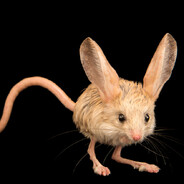 kurvaТУШКАНЧИК