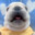 sealchief