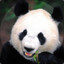 Giant Panda