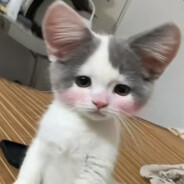 不要在偷偷紫薇