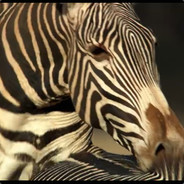 哇偶，打的不错