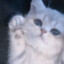 ♥cat♥