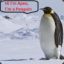 ApeX The Pinguin