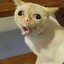 GATINHO MONGOL