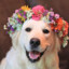 GoldenRetrieverInAFlowerCrown